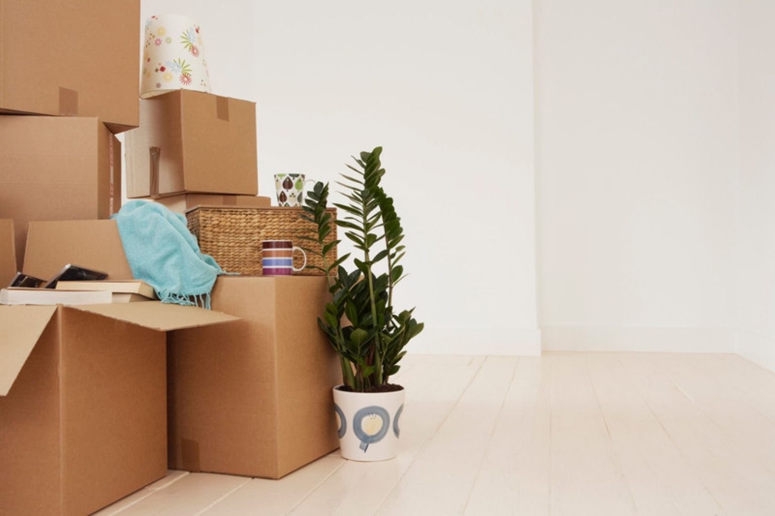 Flyttekasser og en potteplante i et lyst, tomt rum